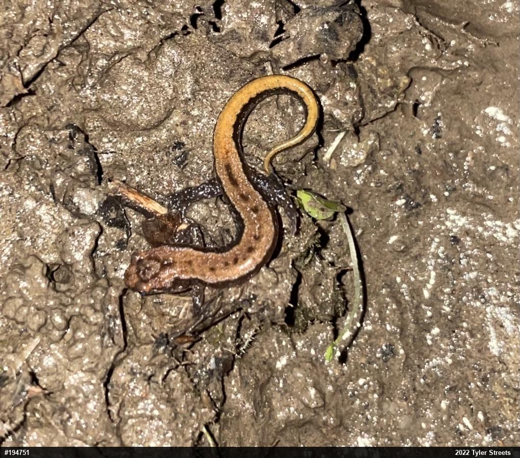 Allegheny Mountain Dusky Salamander
