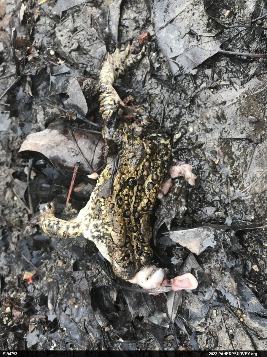 Eastern American Toad