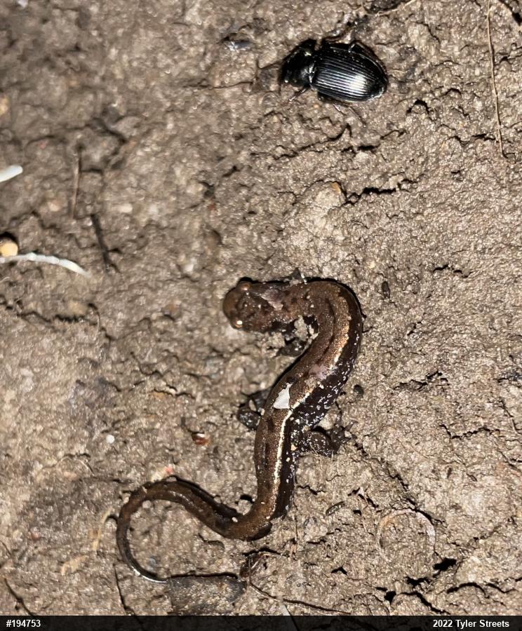 Allegheny Mountain Dusky Salamander