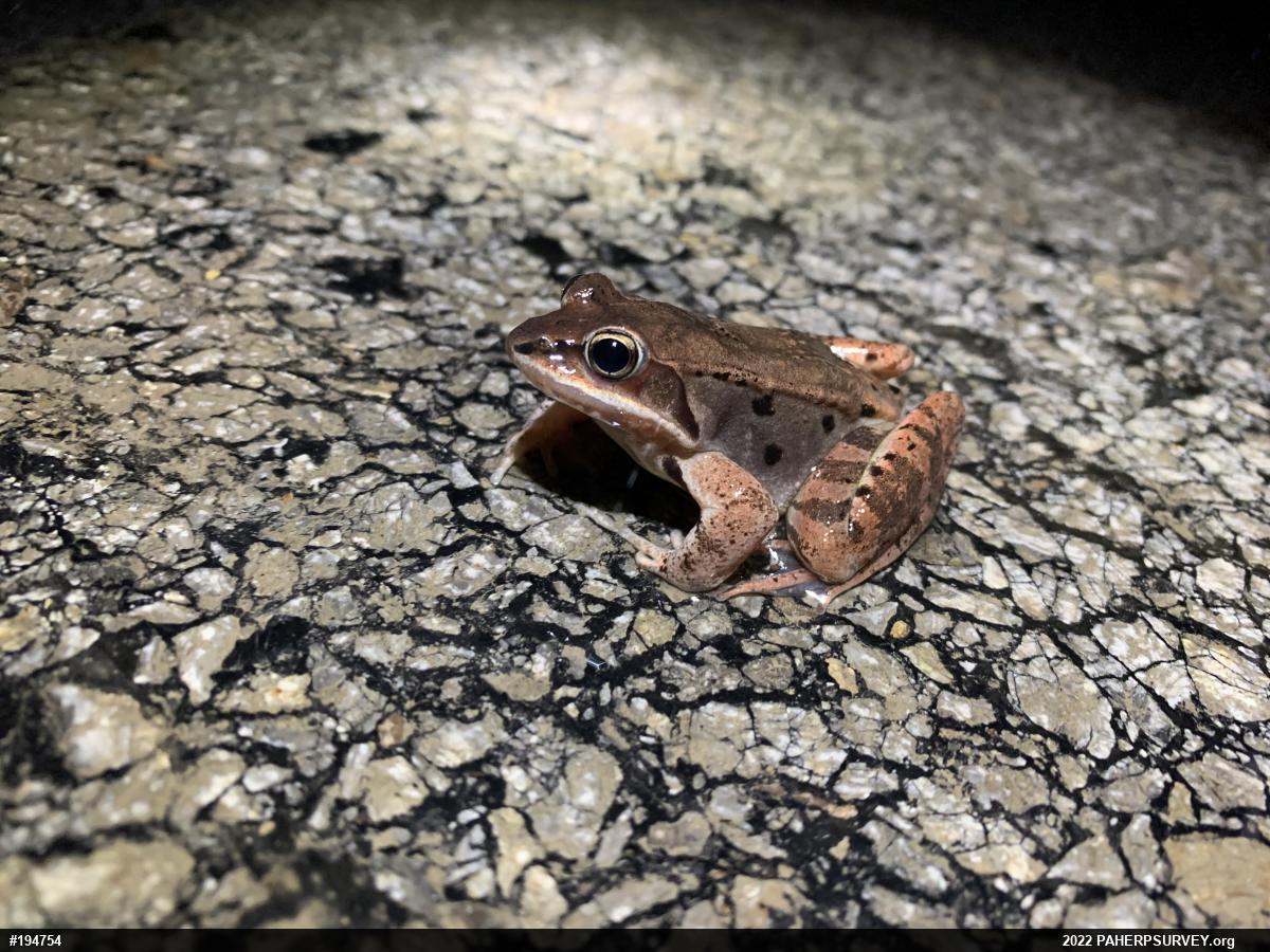 Wood Frog