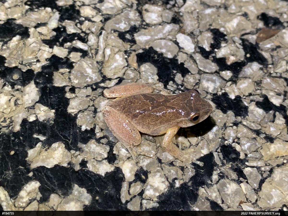 Spring Peeper