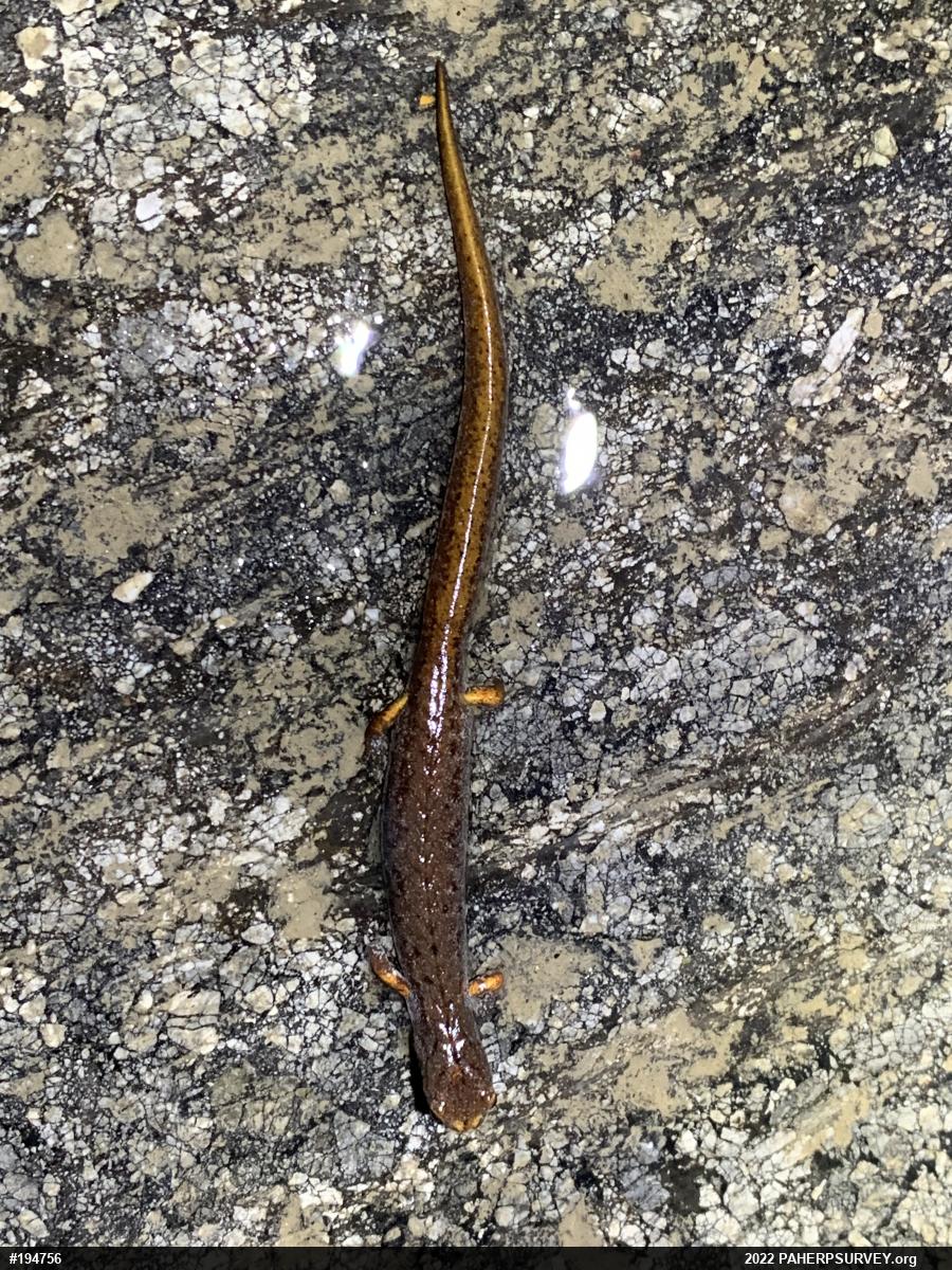 Four-toed Salamander