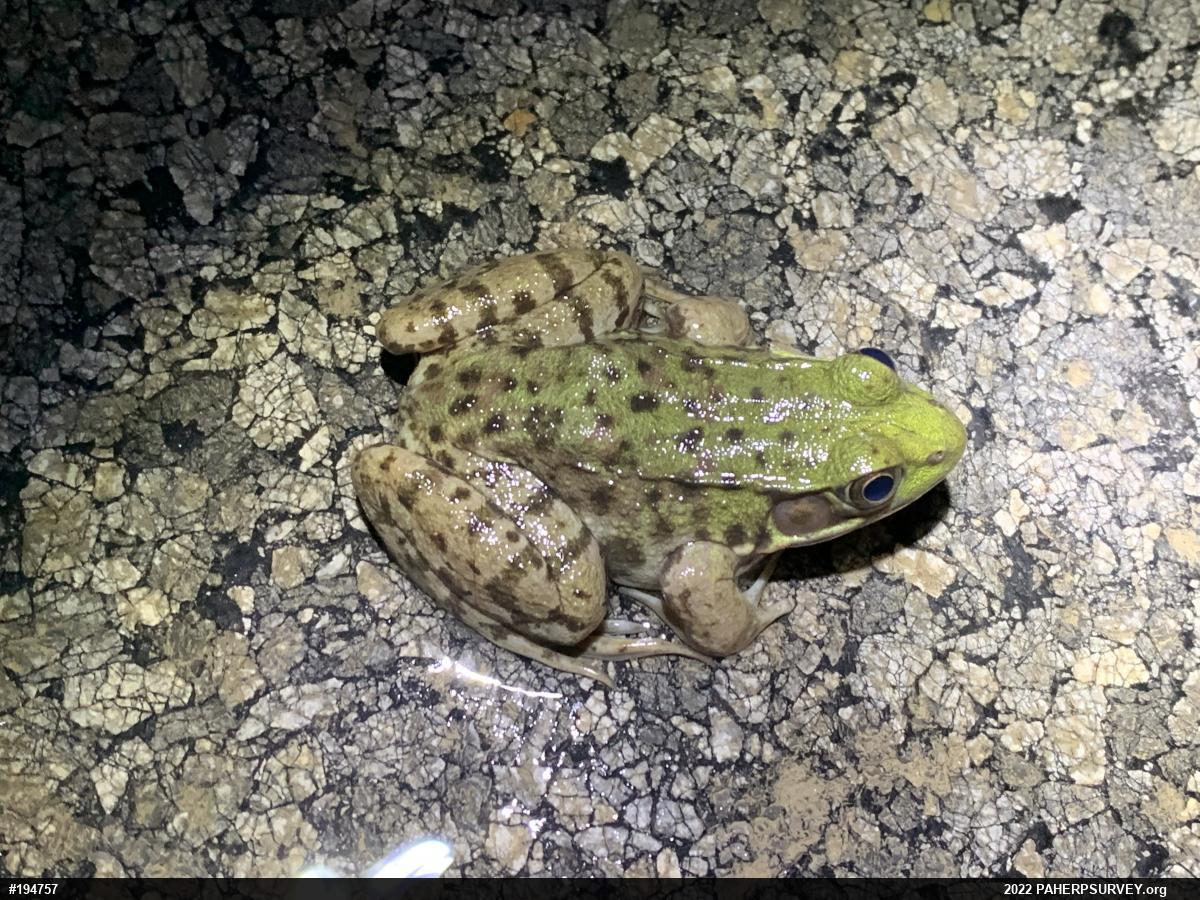 Green Frog