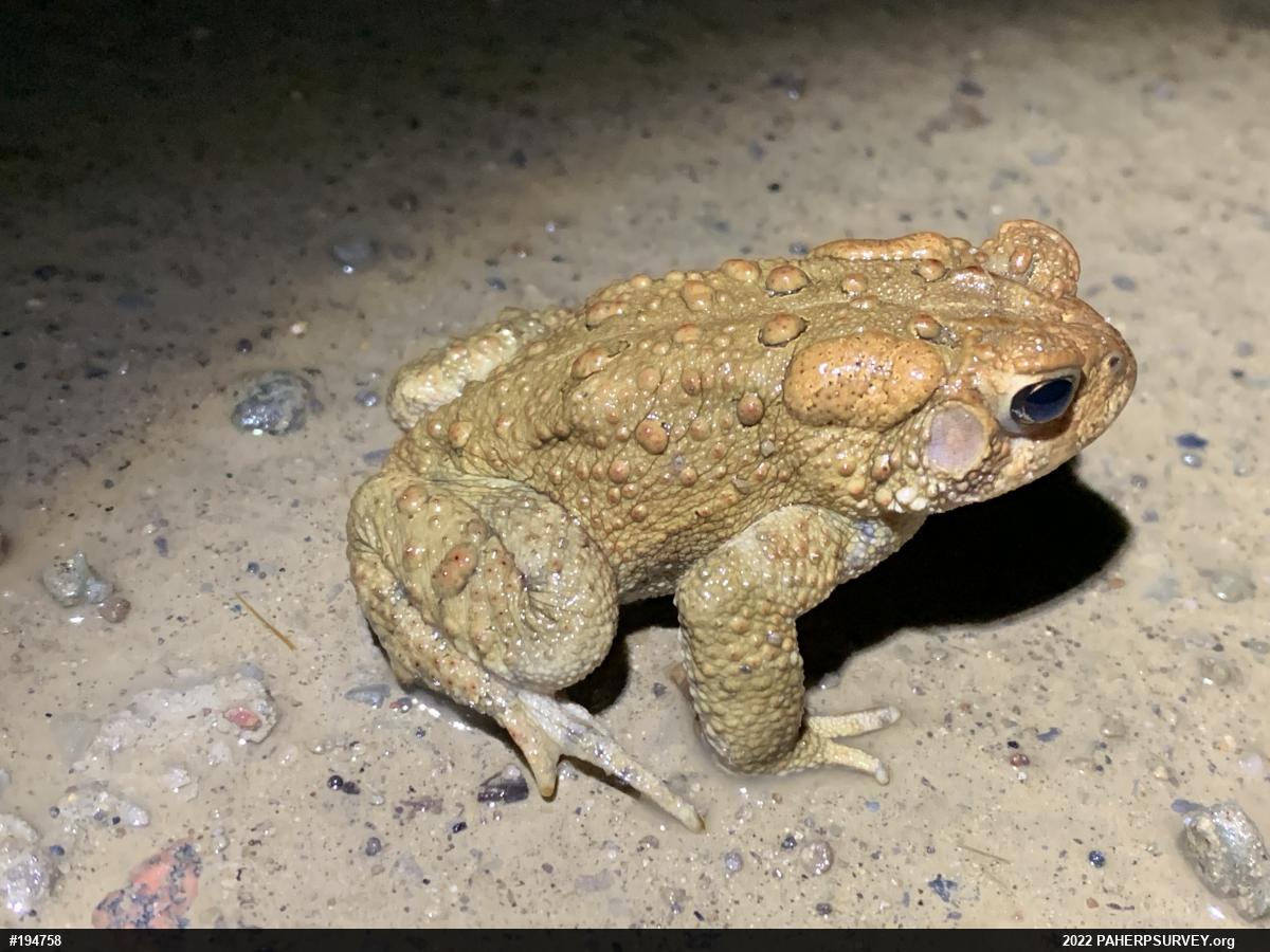 Eastern American Toad