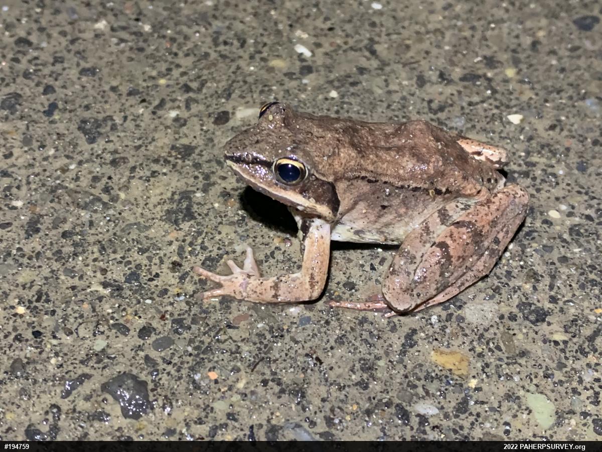 Wood Frog