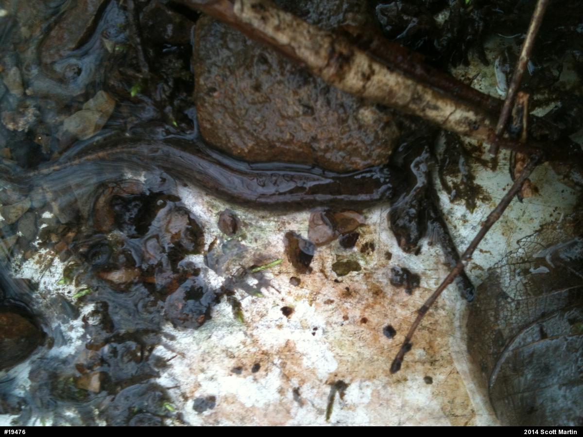 Northern Dusky Salamander