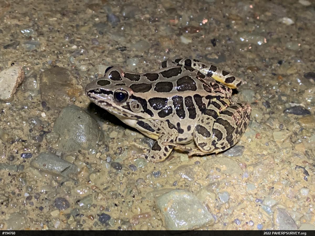 Pickerel Frog
