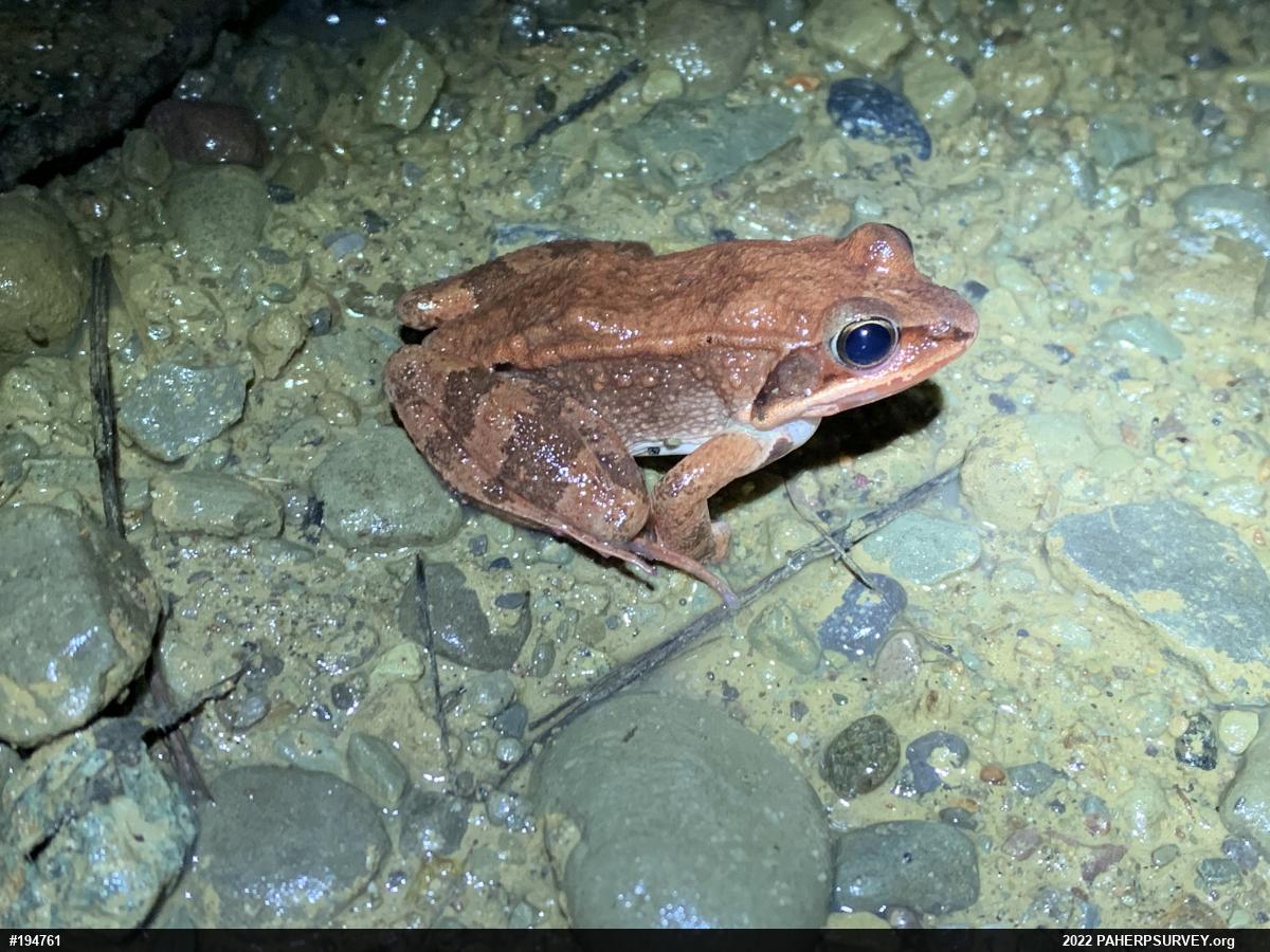 Wood Frog