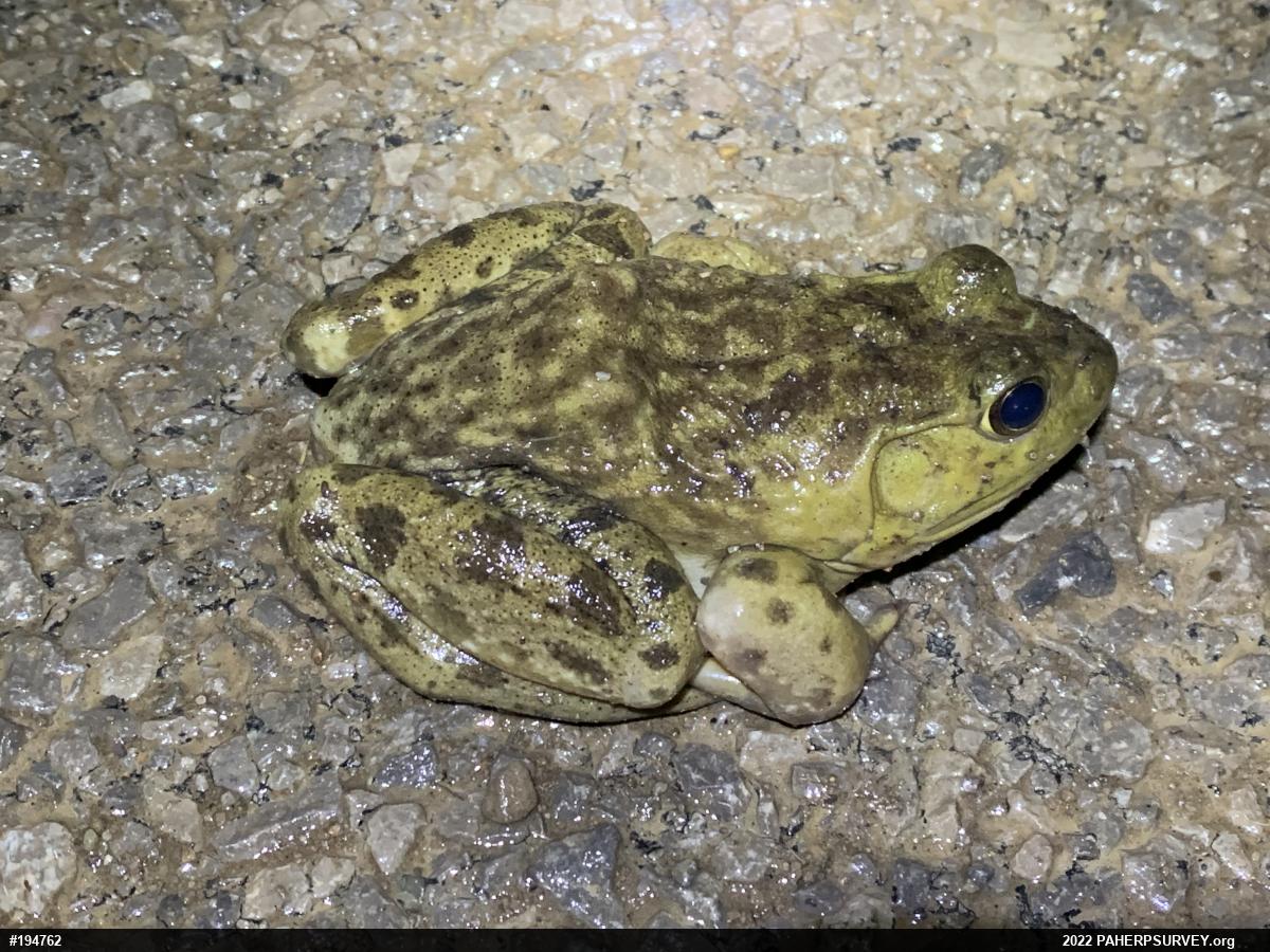 American Bullfrog