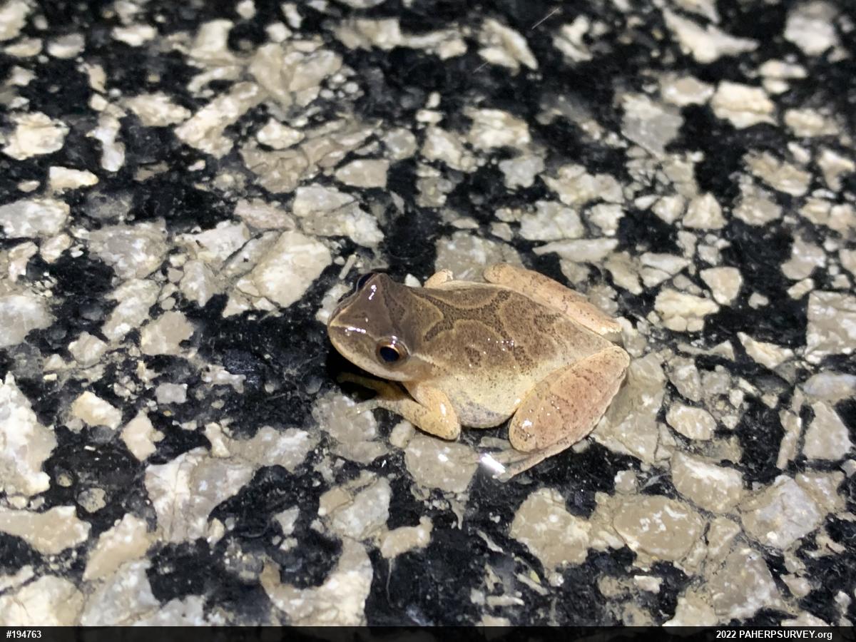 Spring Peeper