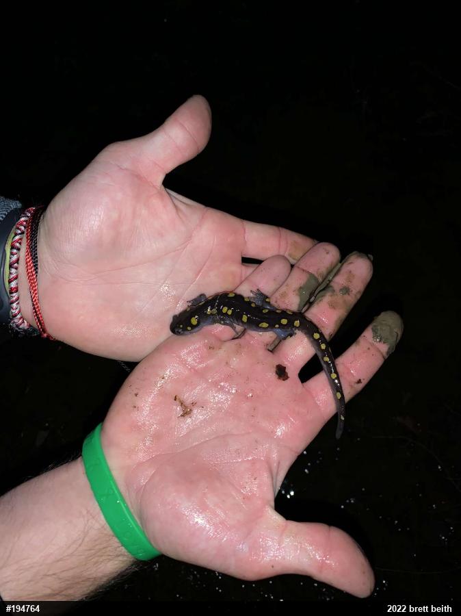 Spotted Salamander