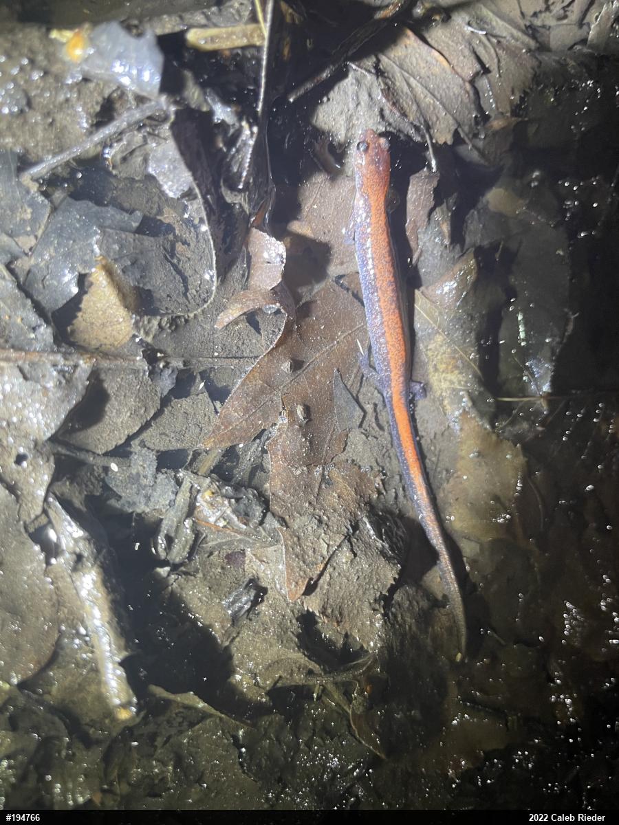 Eastern Red-backed  Salamander