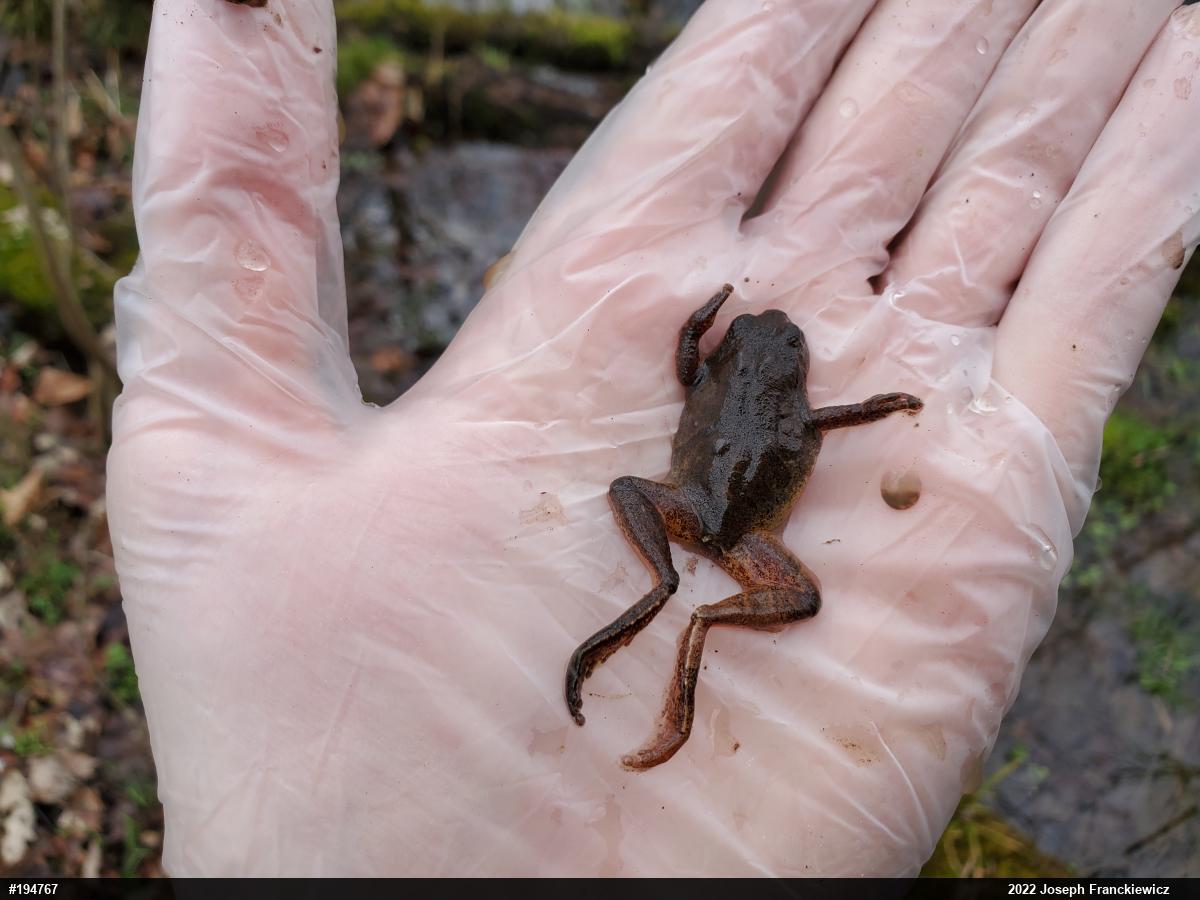 Spring Peeper