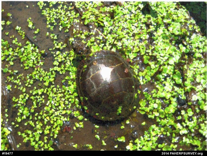 Painted Turtle