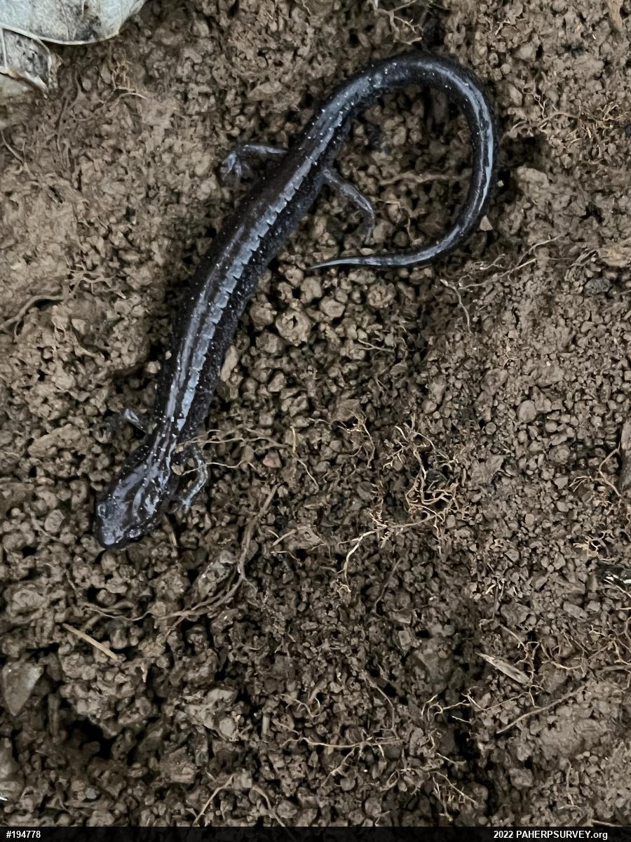 Eastern Red-backed  Salamander