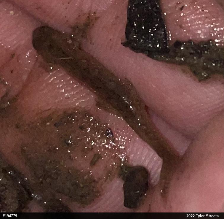 Dusky Salamanders