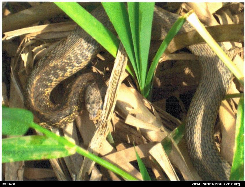 Eastern Gartersnake