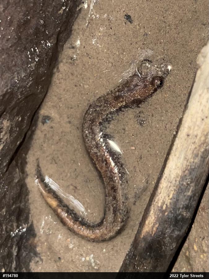 Allegheny Mountain Dusky Salamander