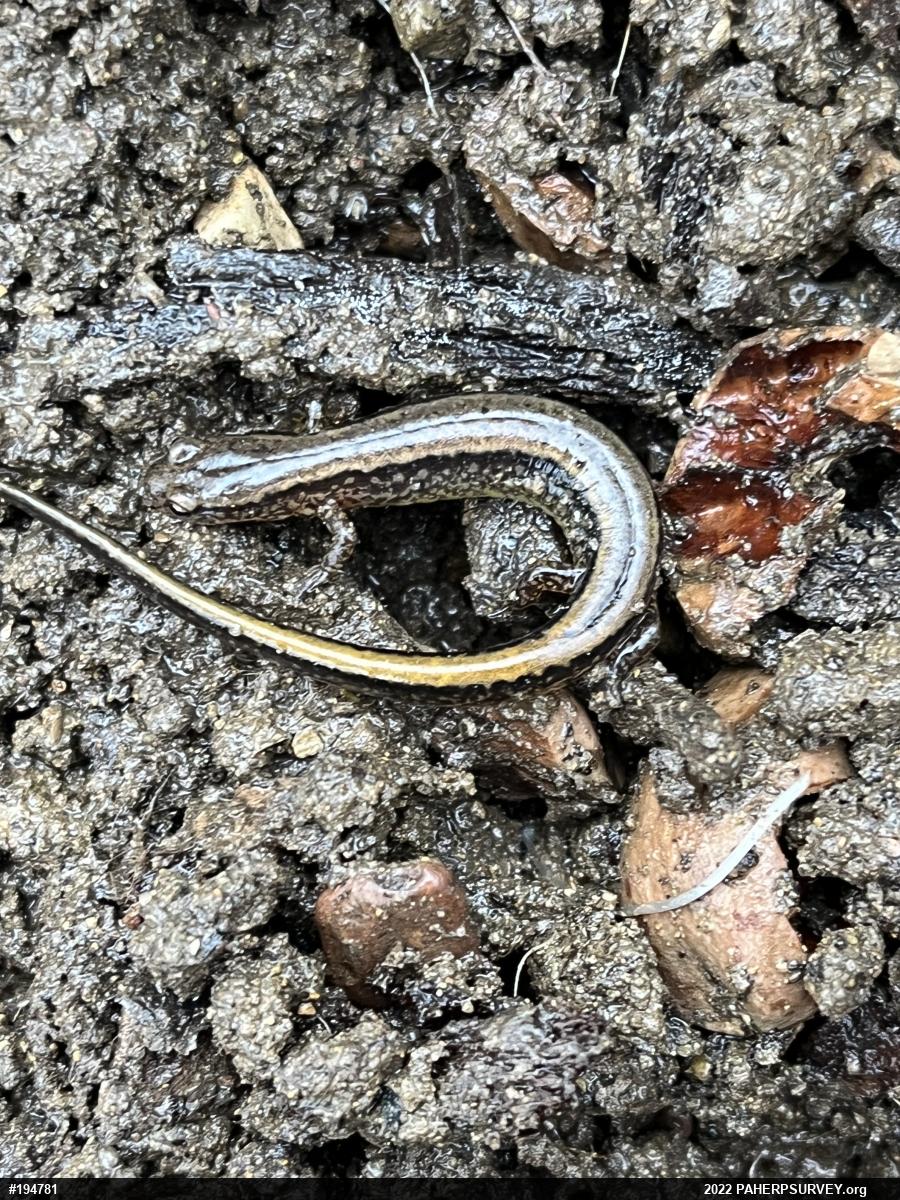 Northern Two-lined Salamander