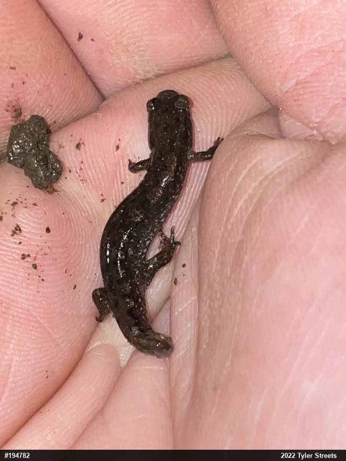 Northern Dusky Salamander