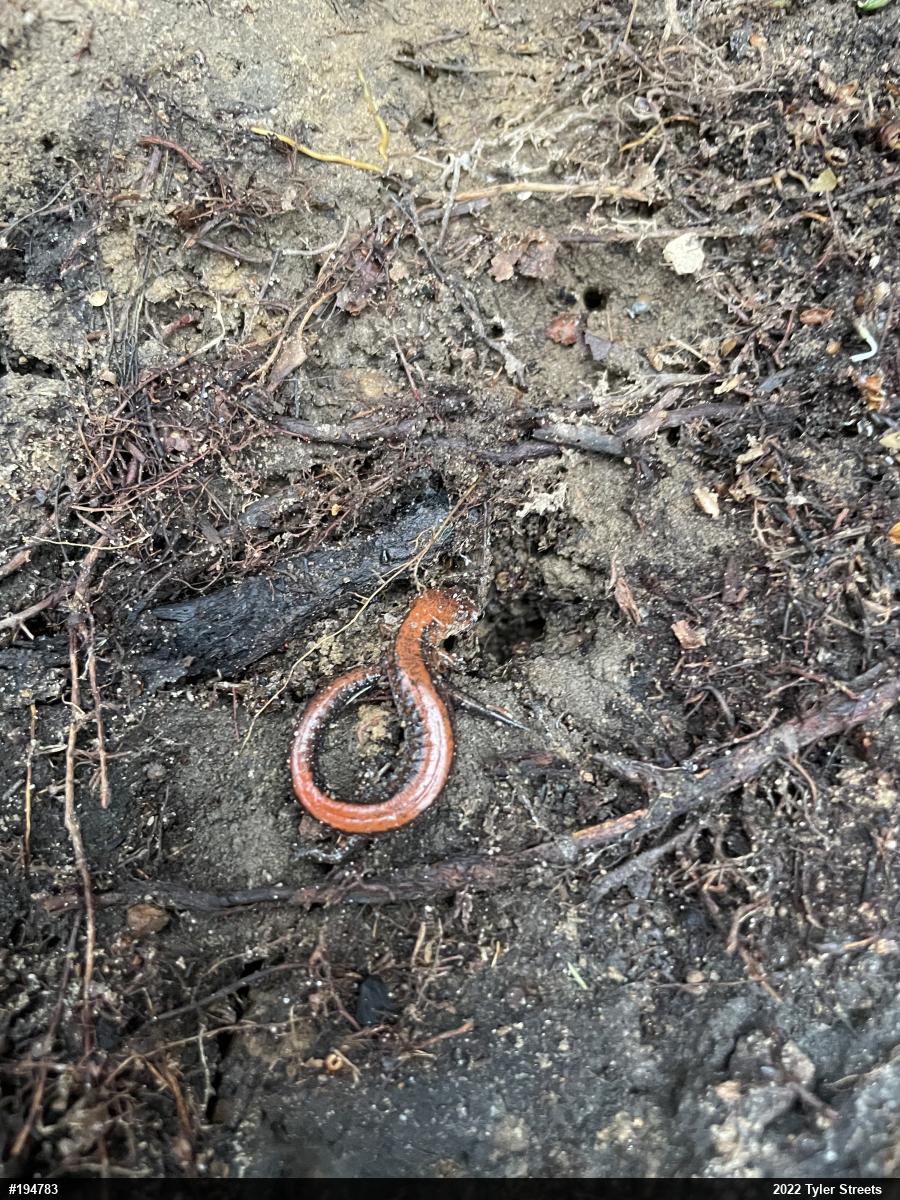 Eastern Red-backed  Salamander