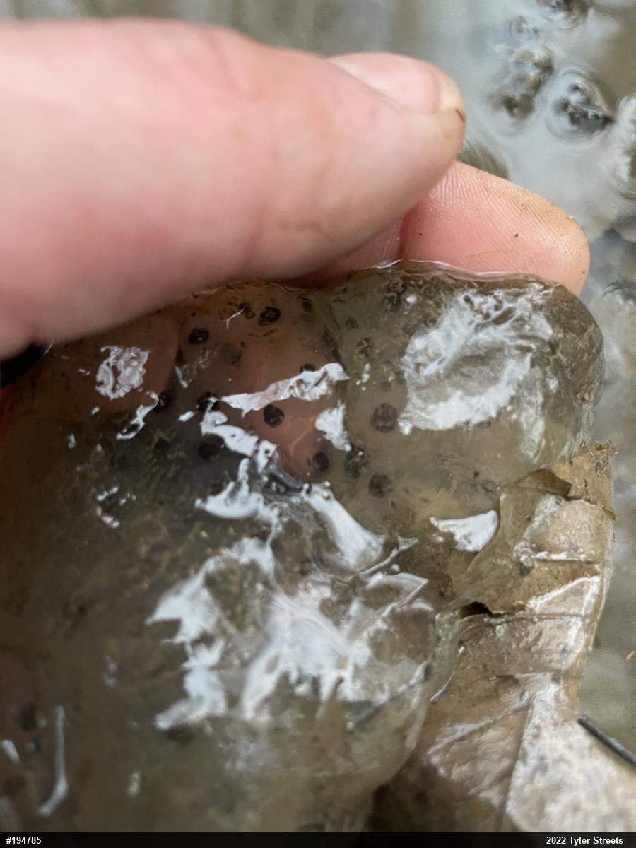 Spotted Salamander