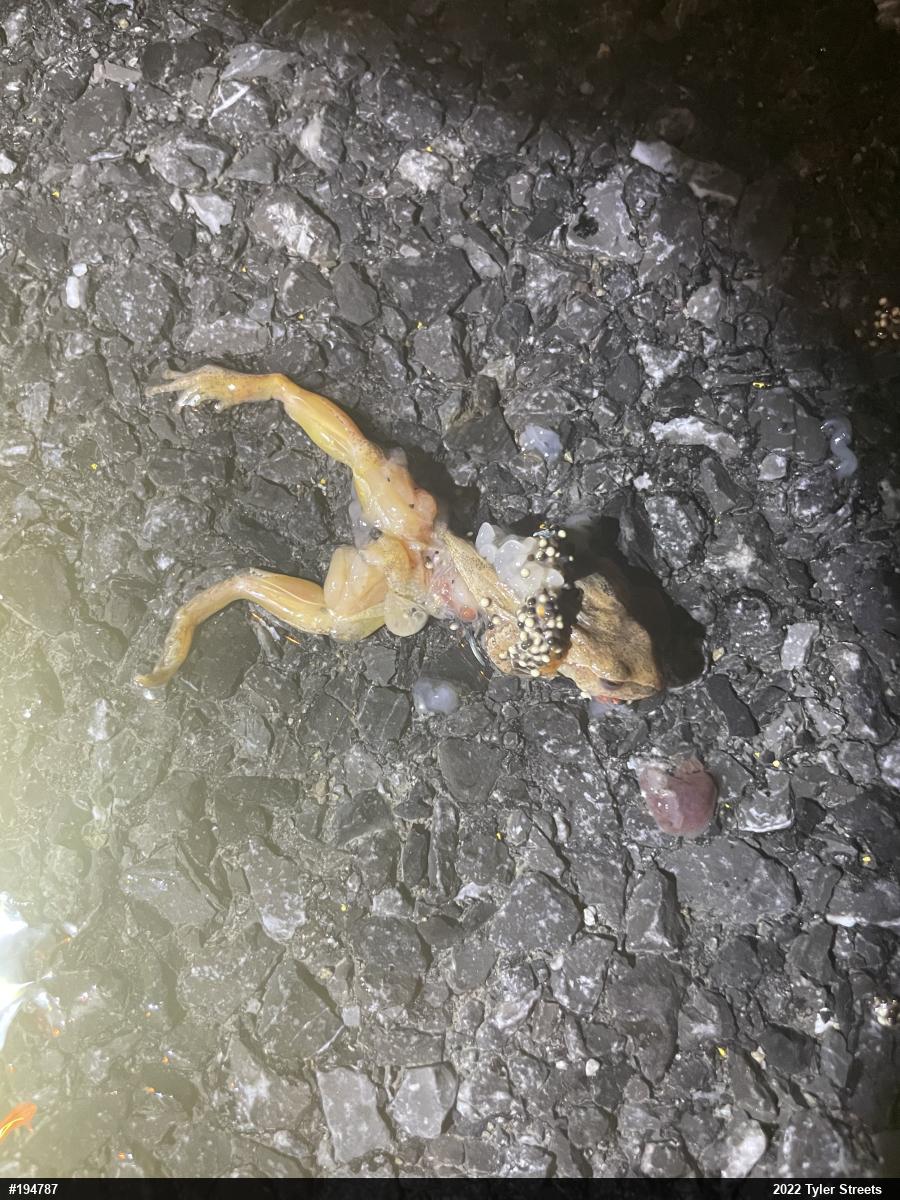 Spring Peeper