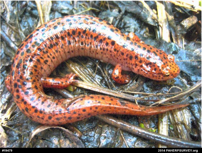 Northern Red Salamander