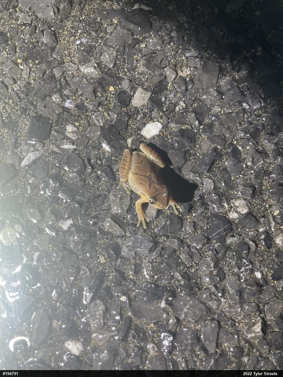 Spring Peeper