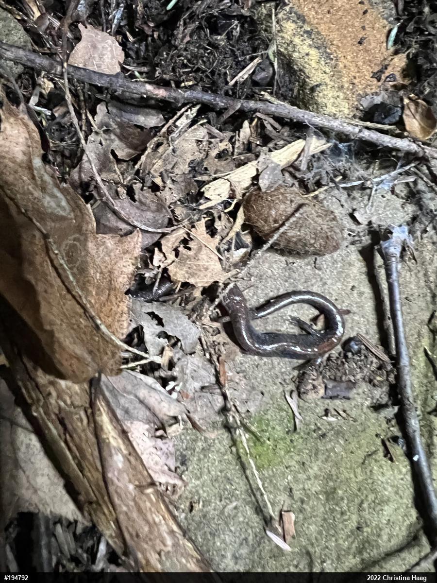 Eastern Red-backed  Salamander