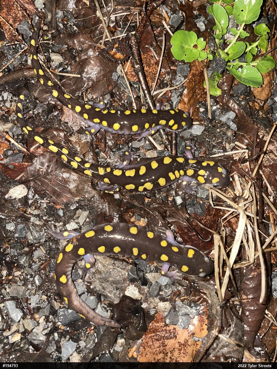 Spotted Salamander