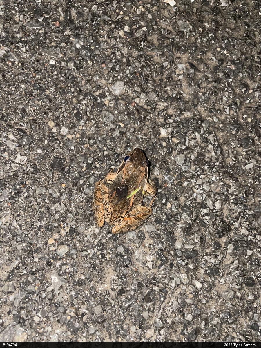 Wood Frog