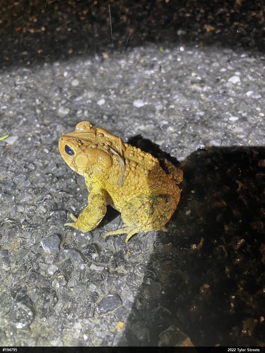 Eastern American Toad