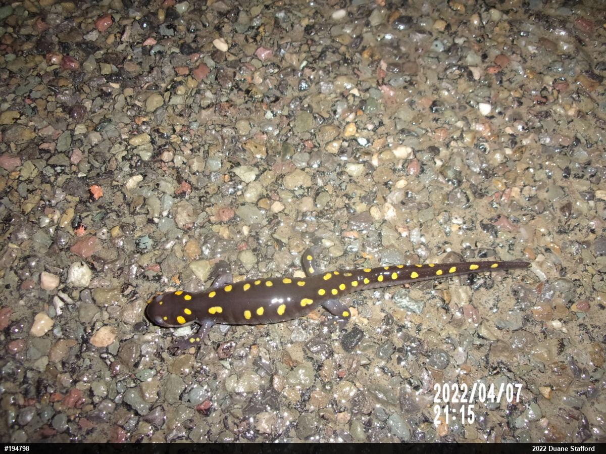 Spotted Salamander