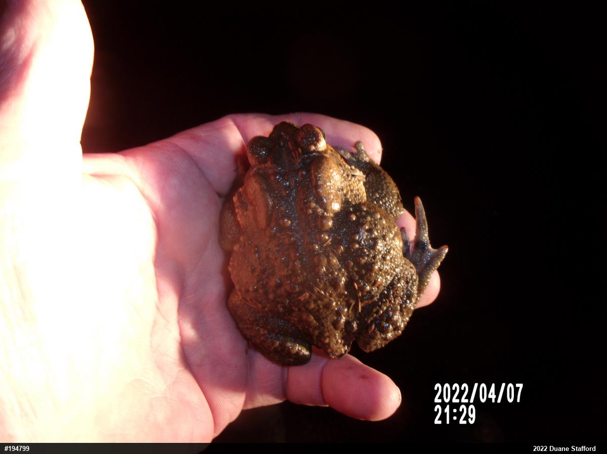 Eastern American Toad