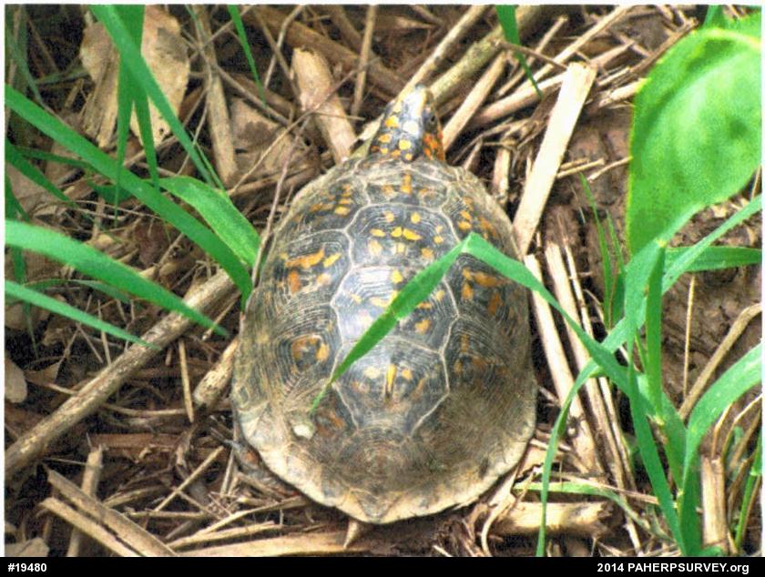 Eastern Box Turtle