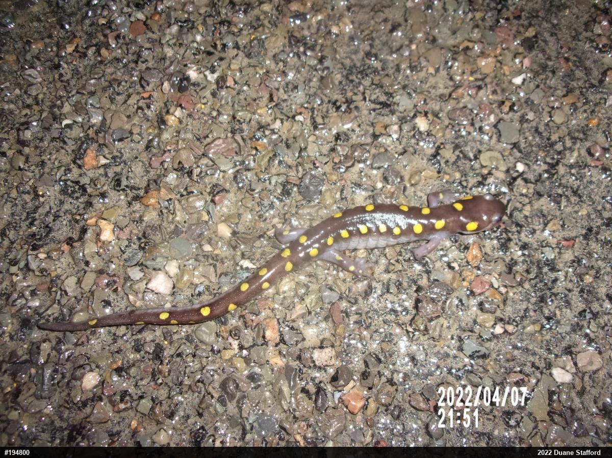 Spotted Salamander