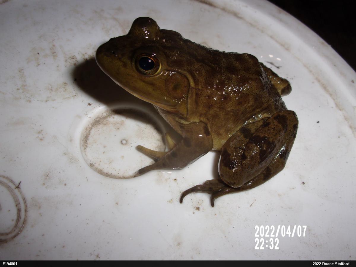 American Bullfrog