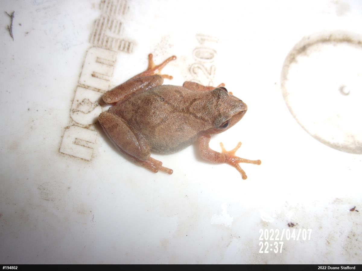 Spring Peeper