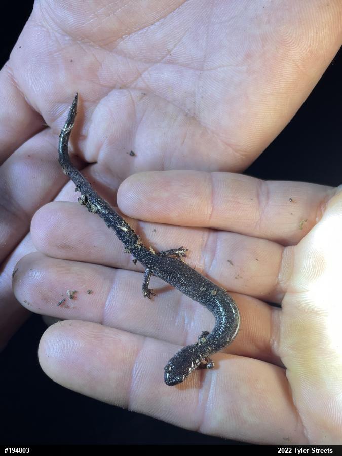Northern Ravine Salamander