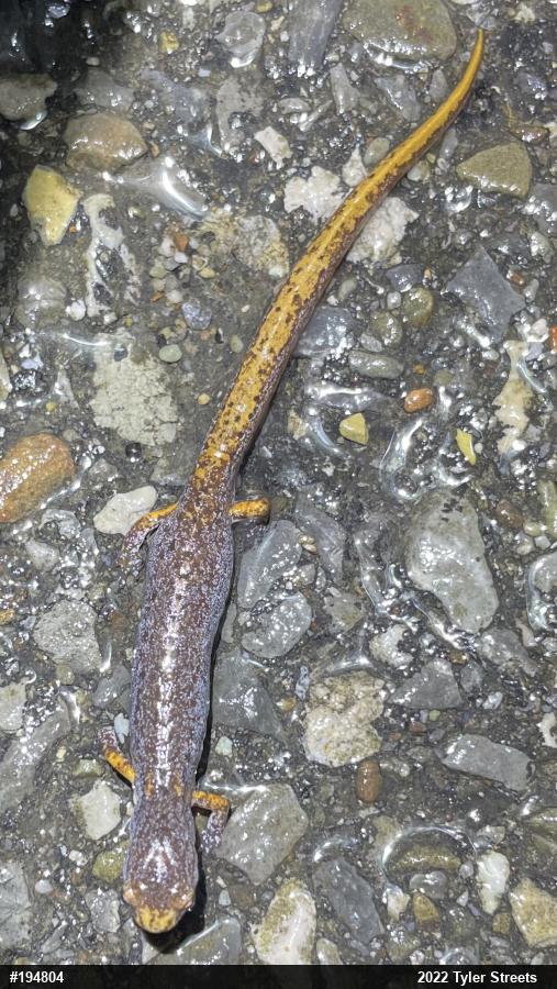 Four-toed Salamander