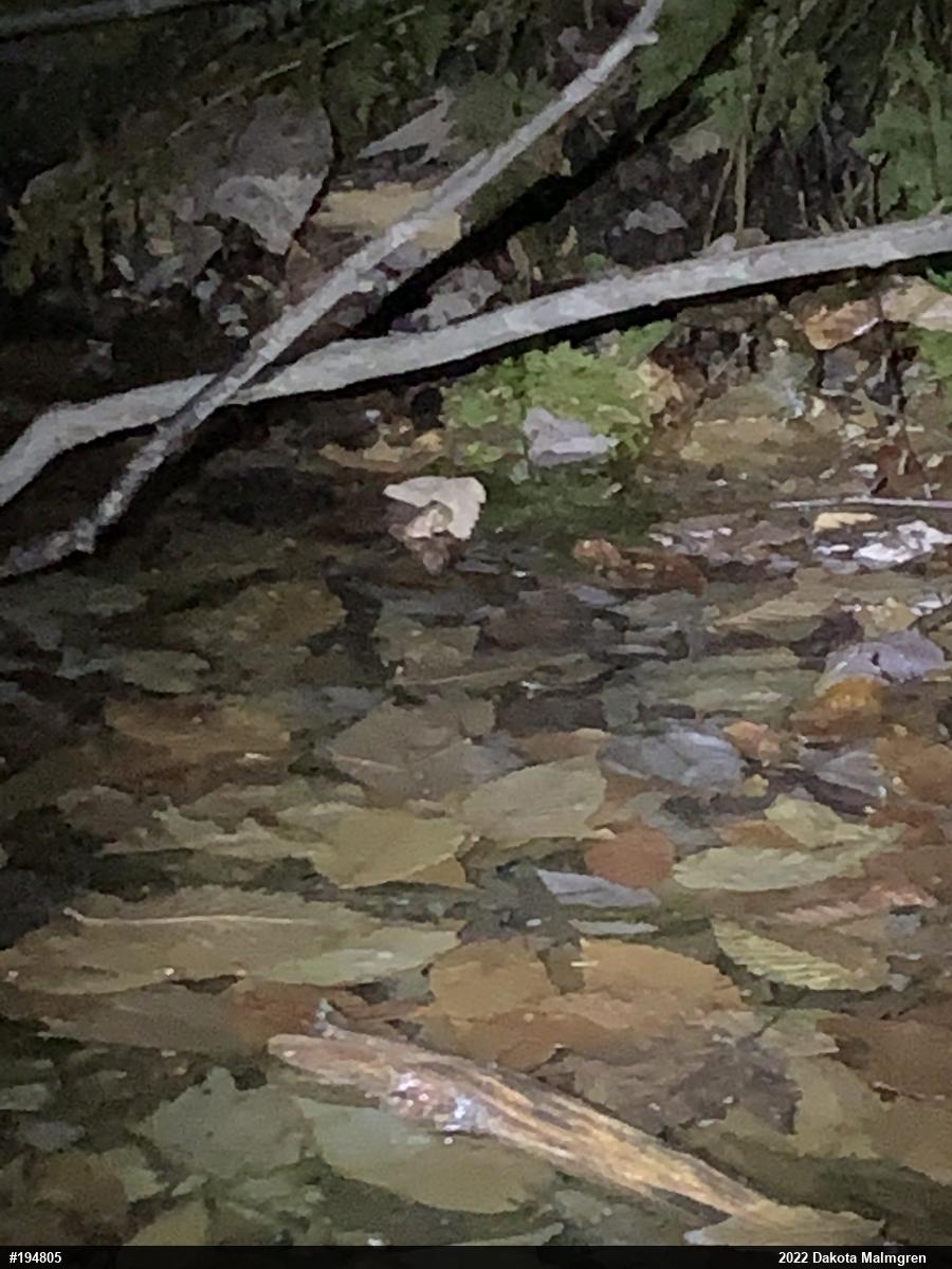 Spring Peeper