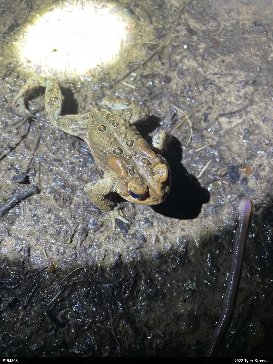 Eastern American Toad