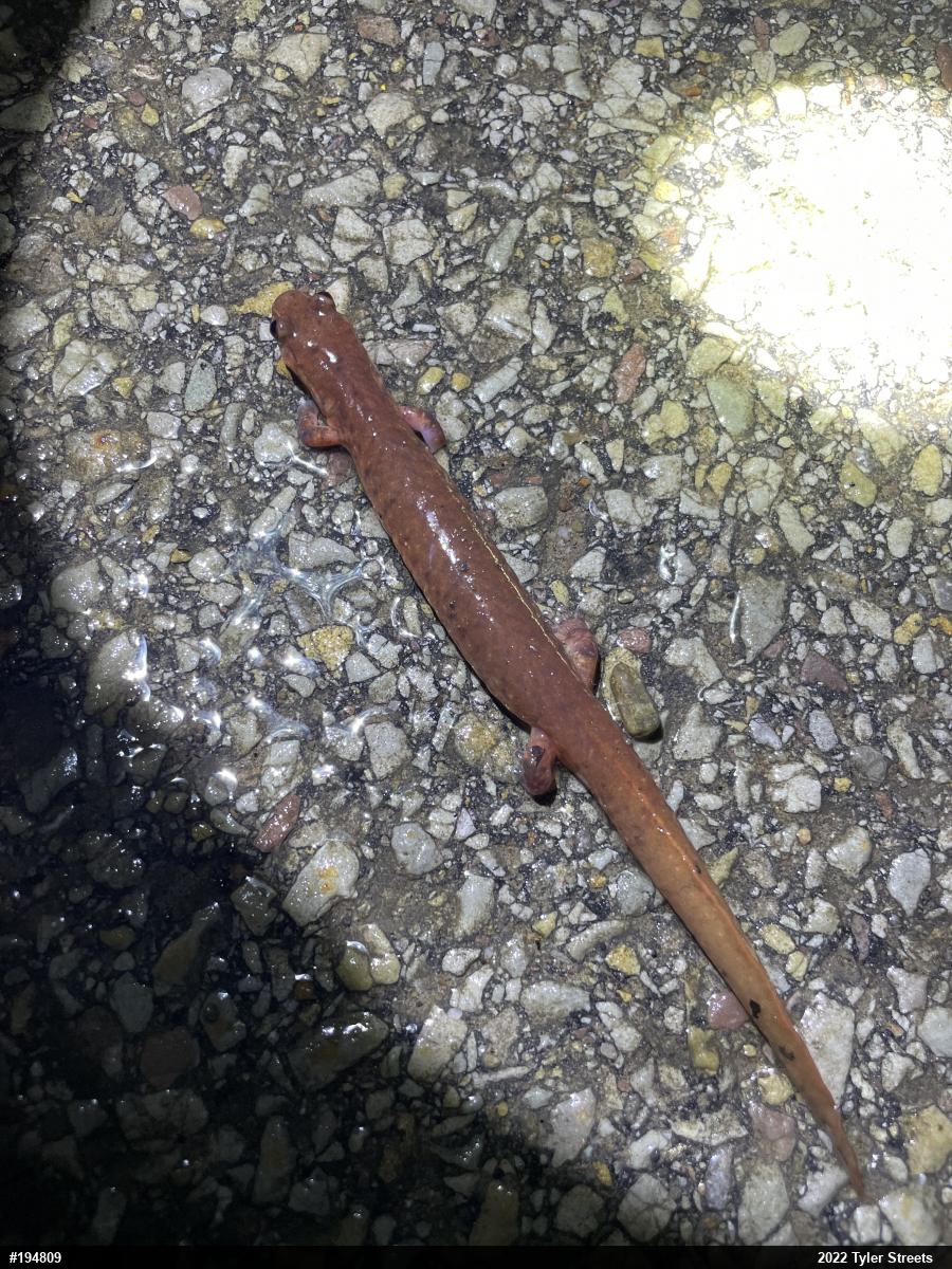 Northern Spring Salamander