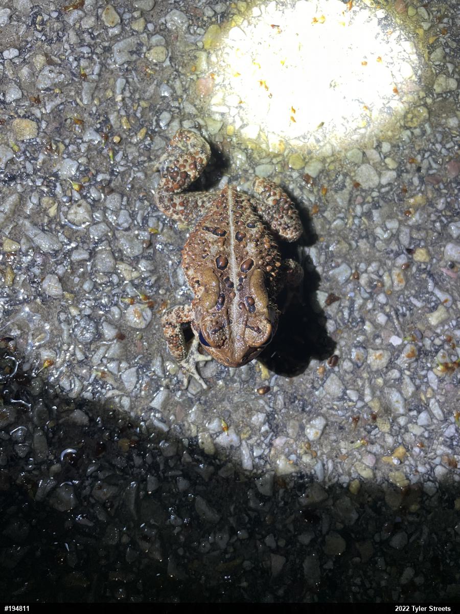 Eastern American Toad