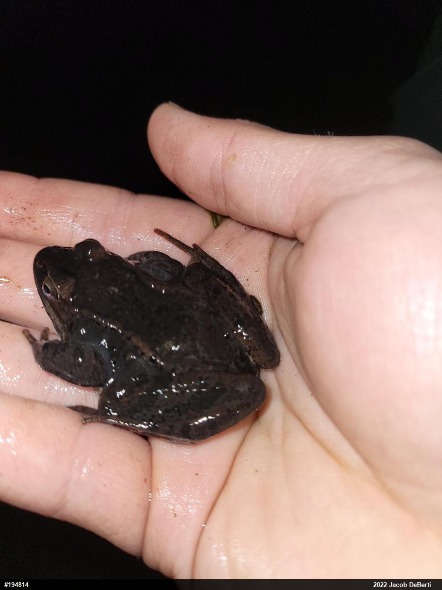 Wood Frog