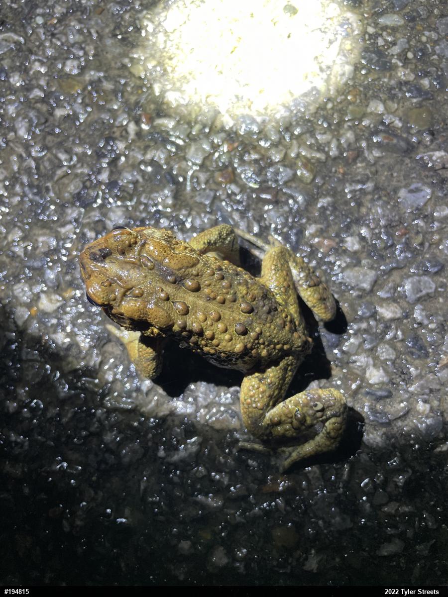 Eastern American Toad