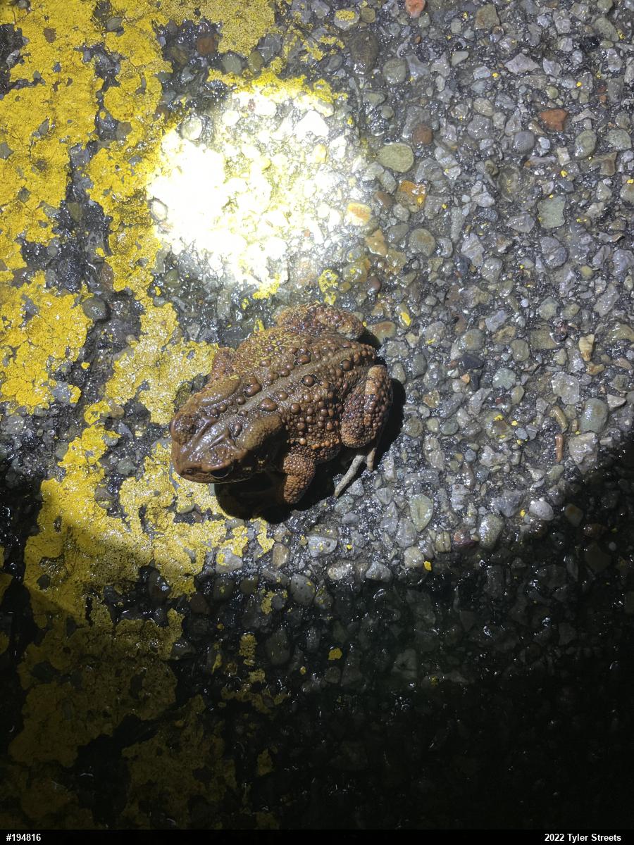 Eastern American Toad