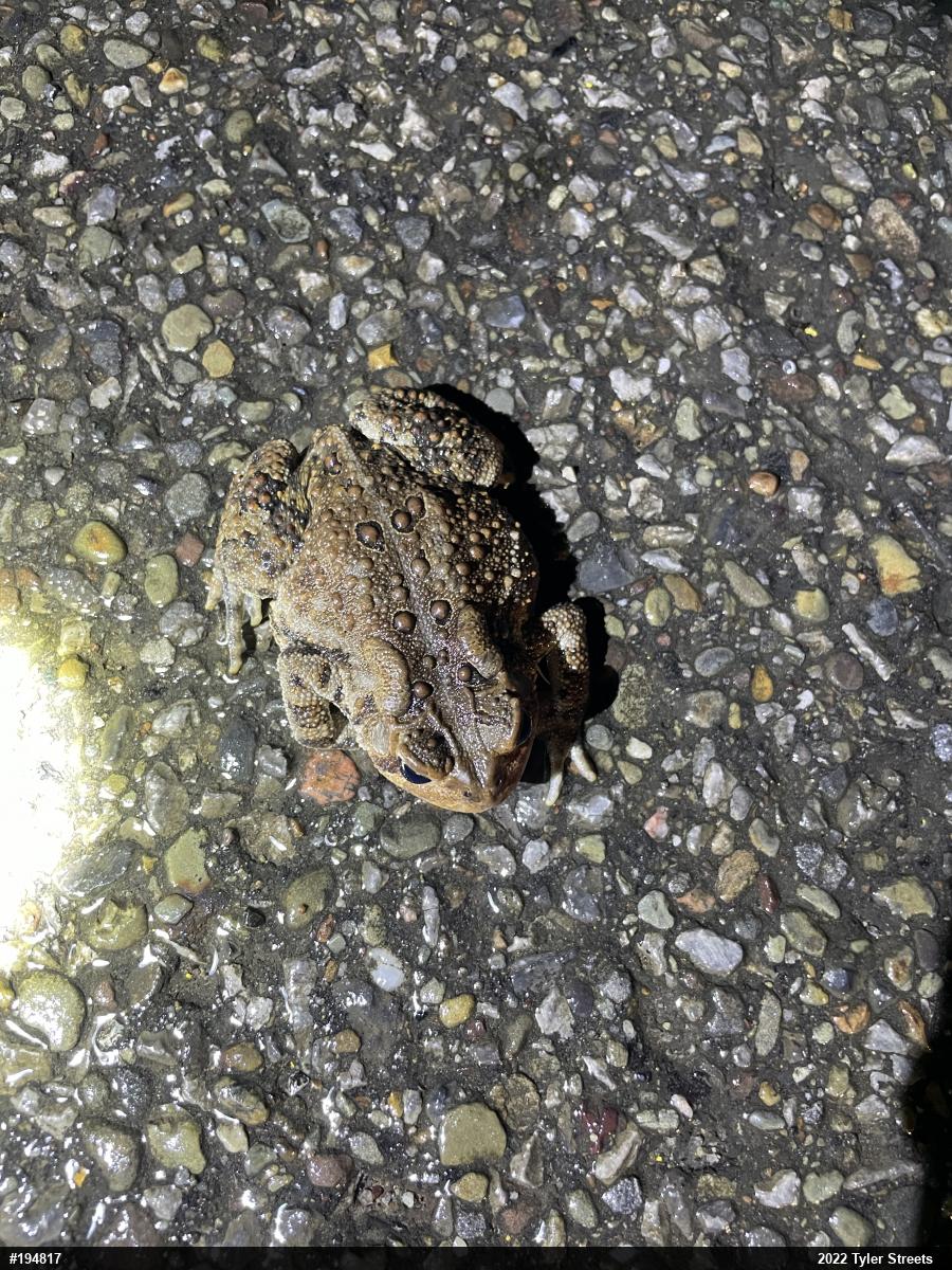 Eastern American Toad