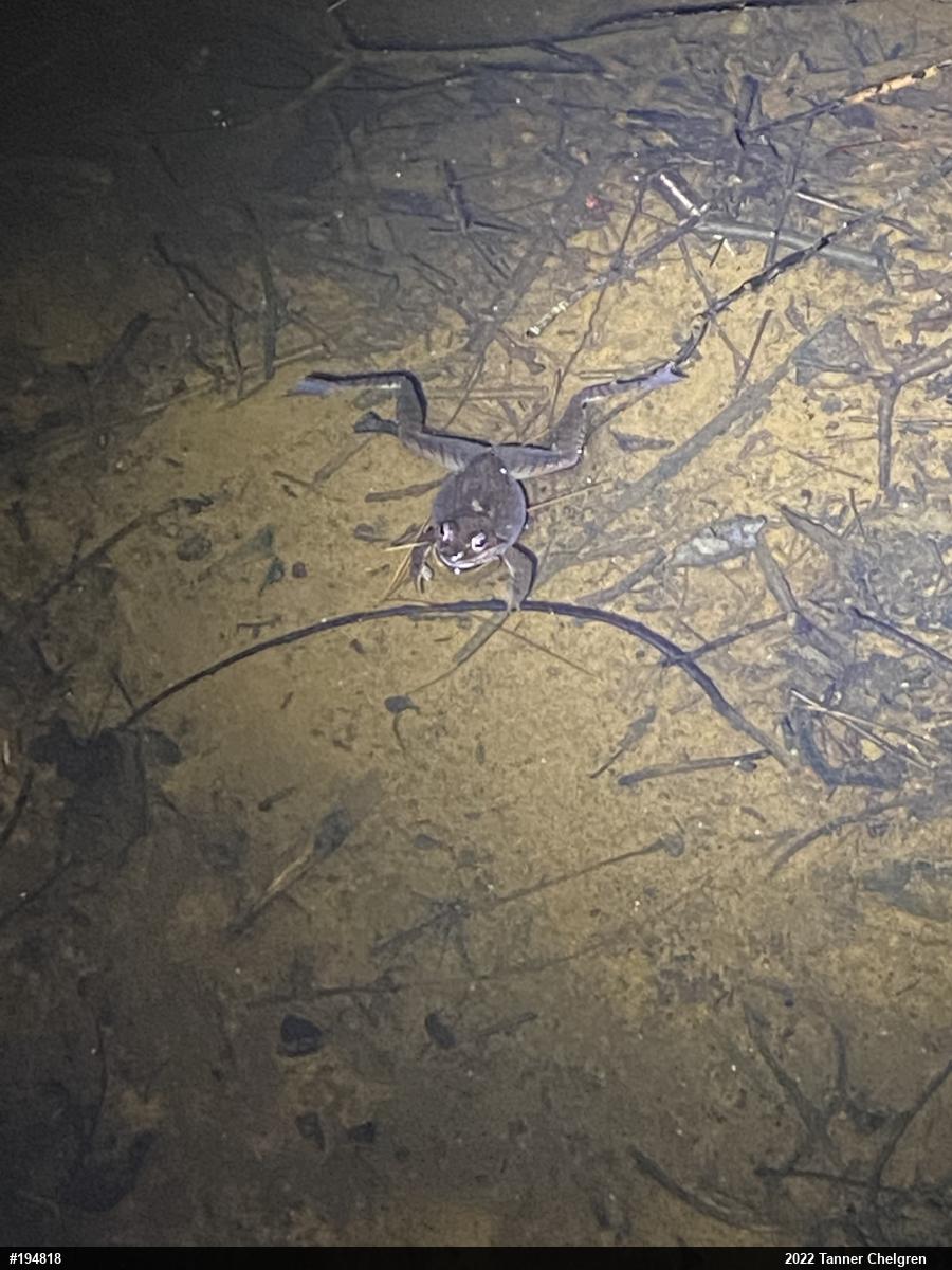 Spotted Salamander